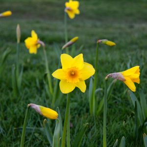 Community volunteer also planted Daffodil bulbs