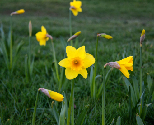 Community volunteer also planted Daffodil bulbs
