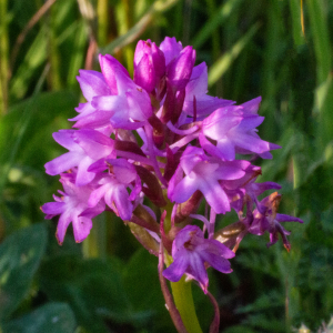 We now have the relatively rare Pyramidal orchid