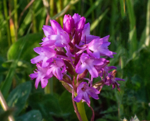 We now have the relatively rare Pyramidal orchid
