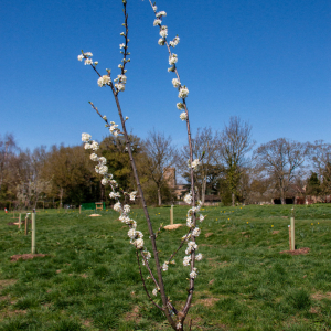 Families and children planted 40 heritage fruit trees