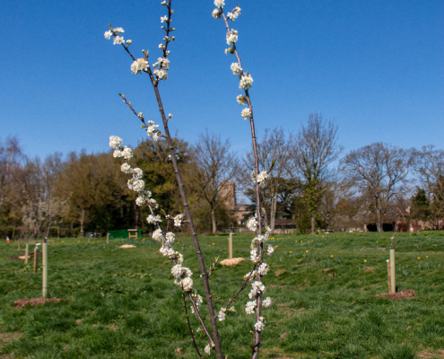 Families and children planted 40 heritage fruit trees